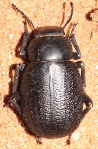 Réf. 274 828 : Pimelia echidna